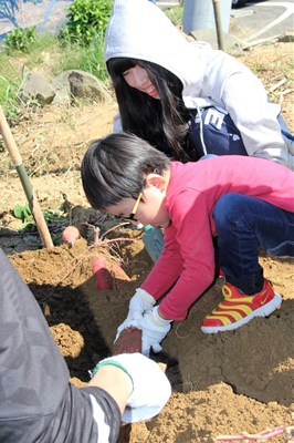 いも掘り